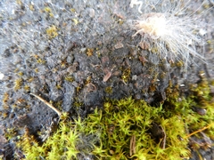 Trichoniscus pusillus