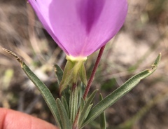 Clarkia purpurea viminea