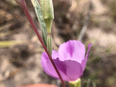 Clarkia purpurea viminea