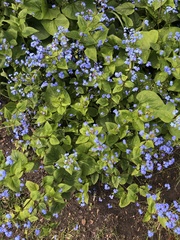 Brunnera