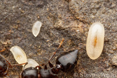 Crematogaster cerasi