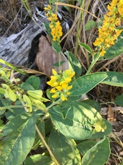 Crotalaria mitchellii