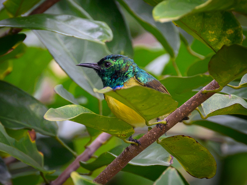 Collared Sunbird