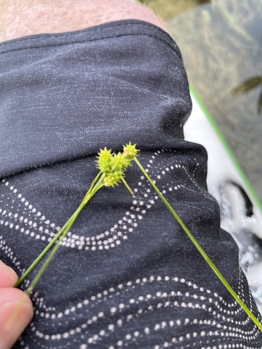 little green sedge