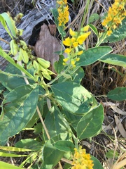Crotalaria mitchellii