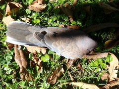 Streptopelia senegalensis