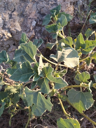 rough cocklebur