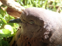 Streptopelia senegalensis