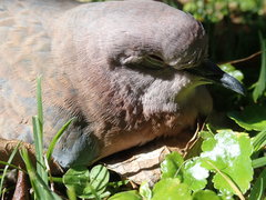 Streptopelia senegalensis