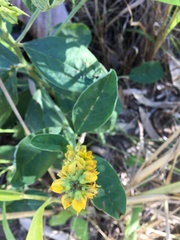 Crotalaria mitchellii