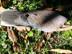 Streptopelia senegalensis