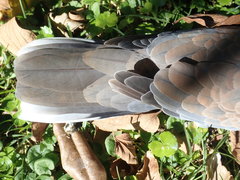 Streptopelia senegalensis