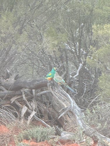 Mulga Parrot