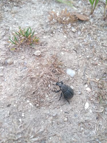 Anisorhynchus hespericus