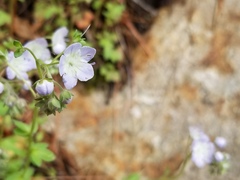 Phacelia dubia