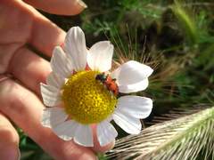 Trichodes octopunctatus