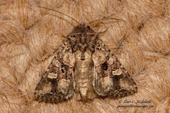 Tycomarptes inferior