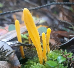 Clavulinopsis amoena