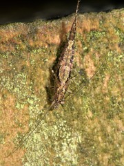 Nesomachilis