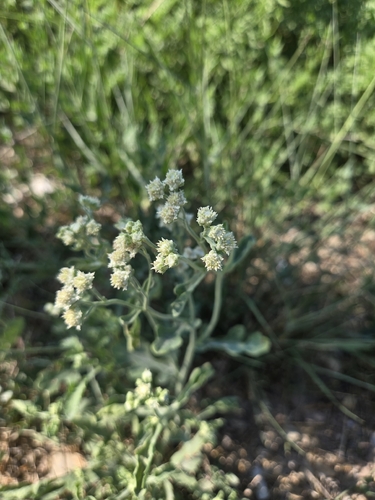 Parthenium confertum, 2026-08-07