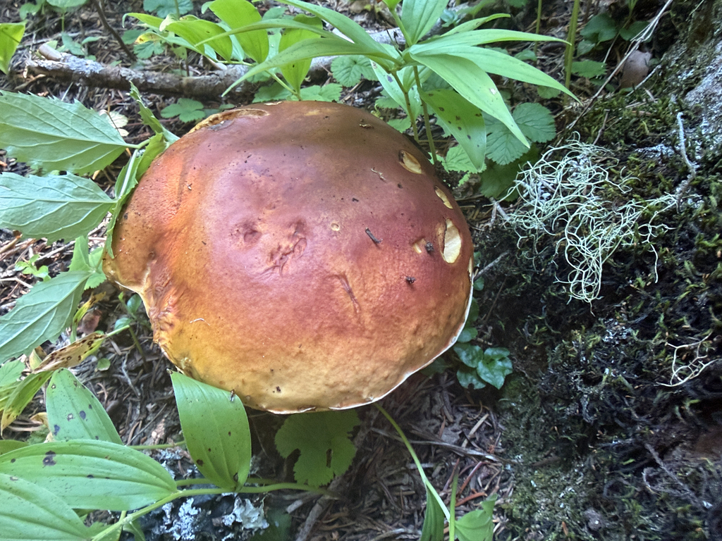 King Bolete · August 2026 · photo: Photo: (c) jjfeiler, some rights reserved (CC BY) · iNaturalist