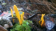 Clavulinopsis amoena