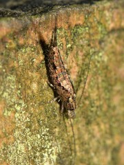 Nesomachilis