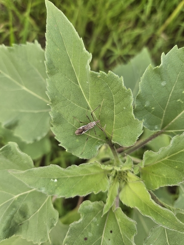 Four-spurred Assassin Bug