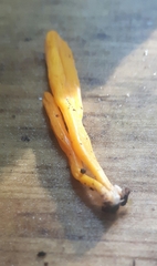 Clavulinopsis amoena