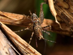 Pleioplectron hudsoni