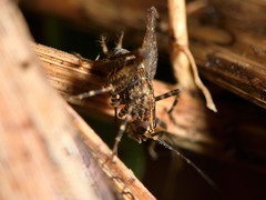 Pleioplectron hudsoni