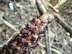 (c) jjfeiler, some rights reserved (CC BY) Allotropa virgata, photograph (c) jjfeiler, some rights reserved (CC BY)