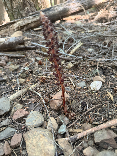 Allotropa virgata, photograph 2