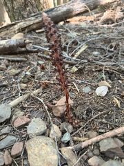 (c) jjfeiler, some rights reserved (CC BY) Allotropa virgata, photograph (c) jjfeiler, some rights reserved (CC BY)