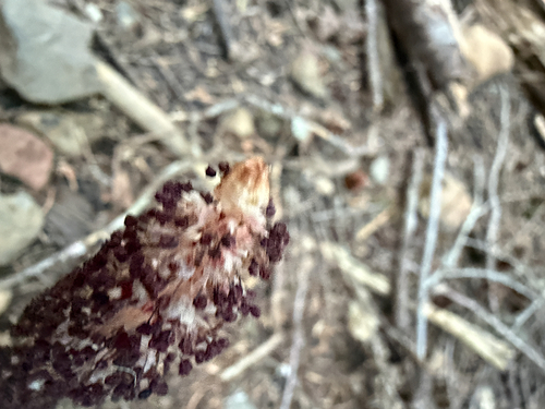 Allotropa virgata, photograph 4