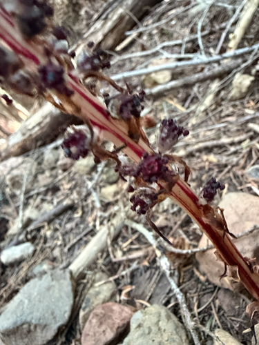 Allotropa virgata, photograph 5