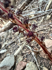 (c) jjfeiler, some rights reserved (CC BY) Allotropa virgata, photograph (c) jjfeiler, some rights reserved (CC BY)