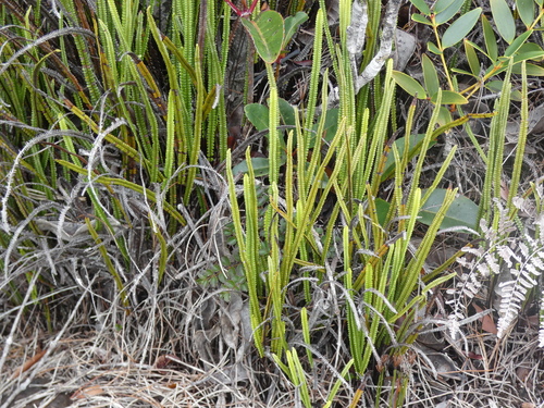 Stromatopteris moniliformis observed 2026-08-02