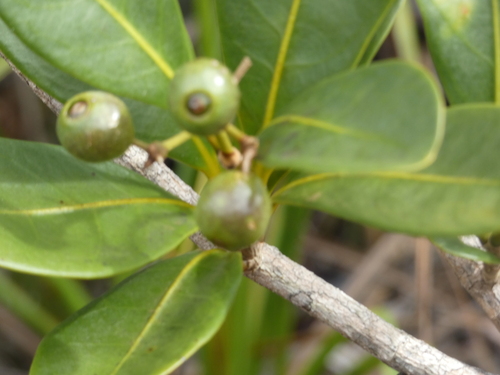 Coelospermum crassifolium observed 2026-08-02