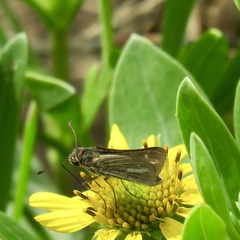 Panoquina panoquin