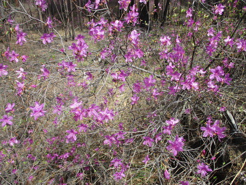 daurian rhododendron