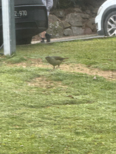 Satin Bowerbird