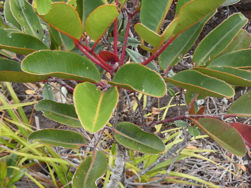 Cunonia macrophylla observed 2026-08-02