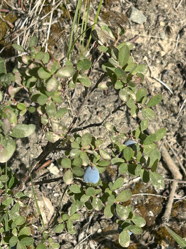 bog bilberry
