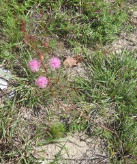 Mimosa somnians