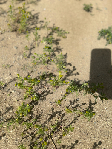 pineapple-weed