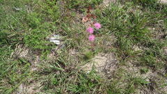 Mimosa somnians