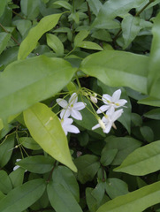 Wrightia religiosa