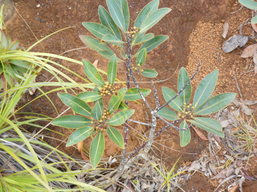 Tristaniopsis glauca observed 2026-08-02