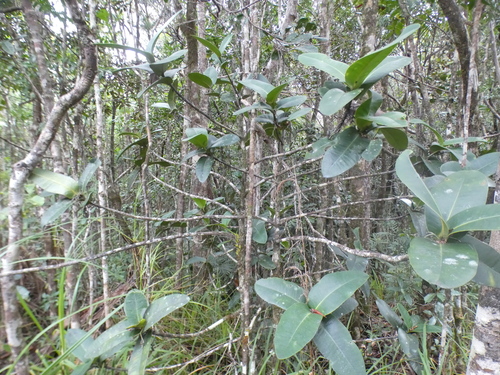 Garcinia amplexicaulis observed 2026-08-02